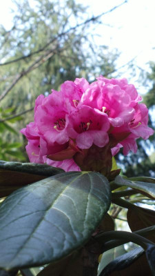 2013-05-03-0516R._kesangiae_CHM_3115.jpg