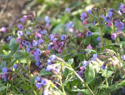 p_officinalis.jpg