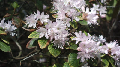 2013-05-03-0520R.racemosum_CHM2606_Yunnan_light_rose.jpg
