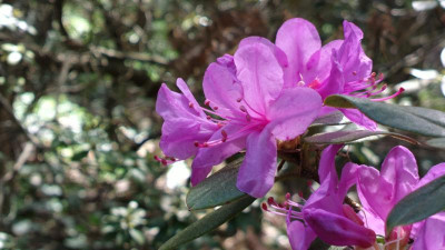 2013-05-03-0521R._cuneatum_CHM2636.jpg