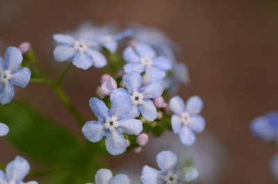 brunnera_agnes_13-1.jpg