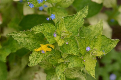 brunnera_spring_yellow_13-1.jpg