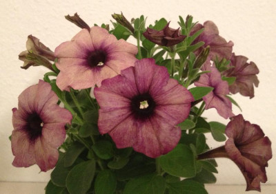 Petunie_grau-violett_900x900_80KB.jpg