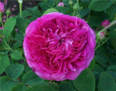 Rose_du_Maitre_d_Ecole.jpg