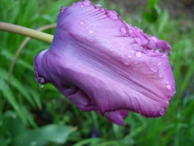 tulipa_blue_parrot_80.jpg