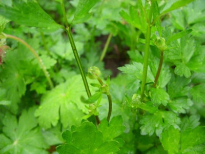 unbekannte1knospen.jpg