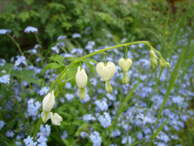 dicentra_an_blau.jpg