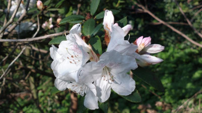 2013-05-04-0534R._adenosum_R.18228_white.jpg