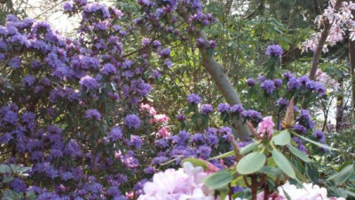 2013-05-04-0540R._augustinii.jpg