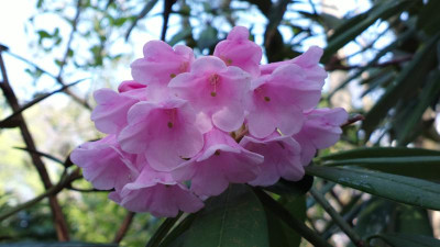 2013-05-04-0547R._argyrophyllum_Pingianum_Group_KR184.jpg