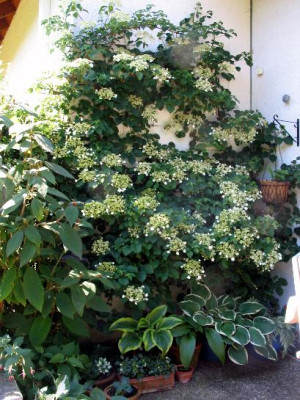 Kletterhortensie2.jpg