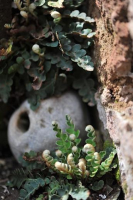 Ceterach_officinarum.jpg