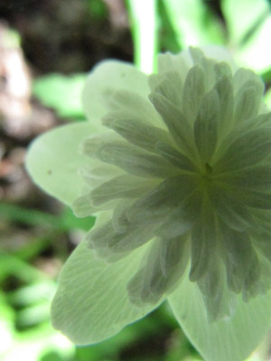 Anemone_nemorasa_gefullt_130504.jpg