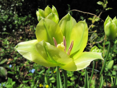 Tulpe_Spring_Green_130504.jpg