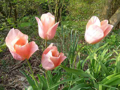 Tulipa_Apricot_Beauty_fragl._P10605231.jpg