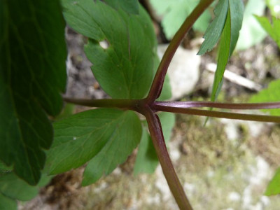 Anemone_nemorosa_Robinsoniana_P10605191.jpg