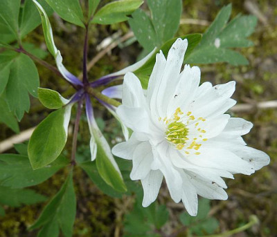 Anemone_nemoroso_bracteata_pleniflora_P10605171.jpg
