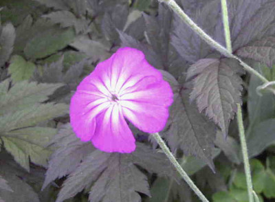 Lychnis_coronariaRimg0645.JPG