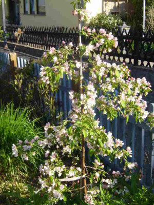 Malus-RedJAde.13-1.jpg