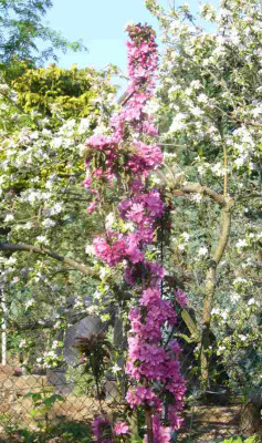 Malus-Maypole.13-1.jpg