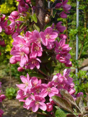 Malus-Maypole.13-2.jpg