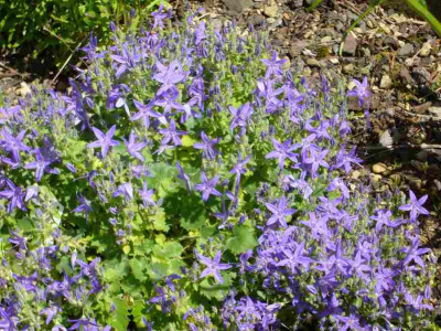Campanula.garganica.BlueDiamond.12-1.jpg