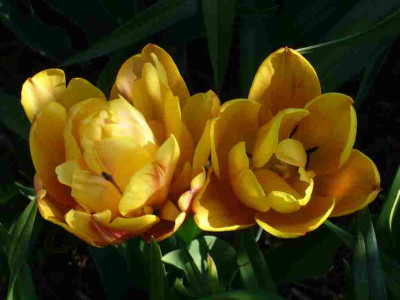 Tulpe-Freeman.13-1.jpg