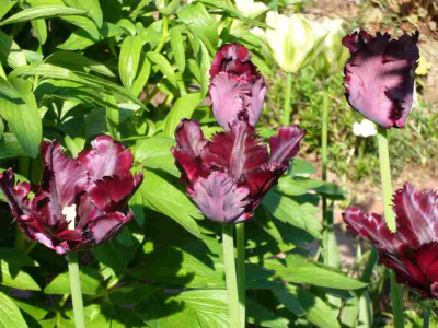 Tulpe-BlackParrot.13-1.jpg