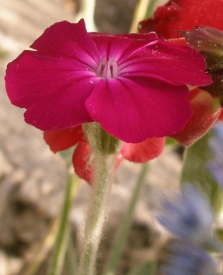 lychnis_c.jpg