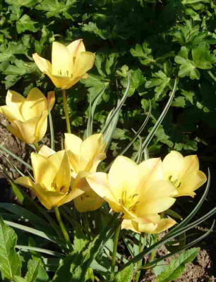 Tulpe-BrightGem.13-1.jpg