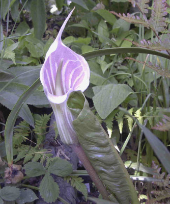Arisaema_candidissimumRimg0552.JPG