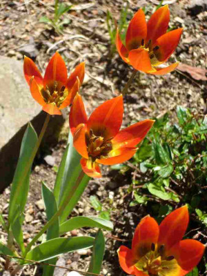 Tulipa-whittallii.13-1.jpg