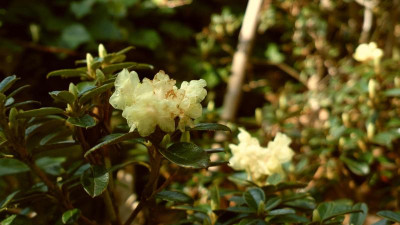 2013-05-05-0568_R.anthopogon_ssp._hypenanthum_Annapurna_SSW_9090.jpg