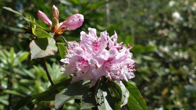 2013-05-05-0571R._siderophyllum_AC_4312.jpg