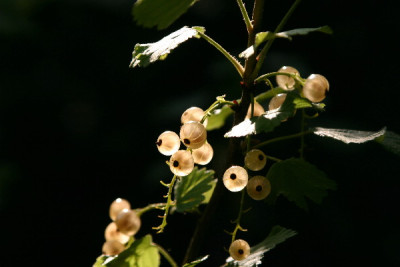 Johannis-Juni-1.jpg