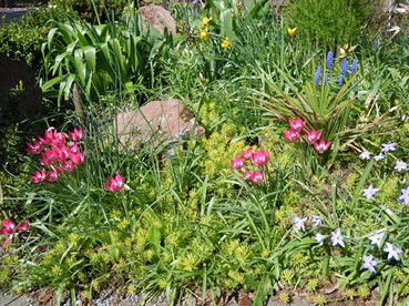 robuste_Tulpen_050513_003_18.JPG