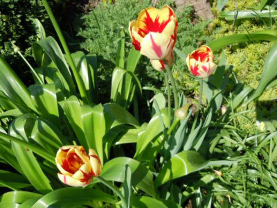 robuste_Tulpen_050513_004.JPG