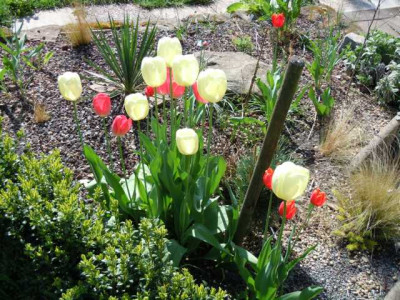 robuste_Tulpen_050513_010.JPG