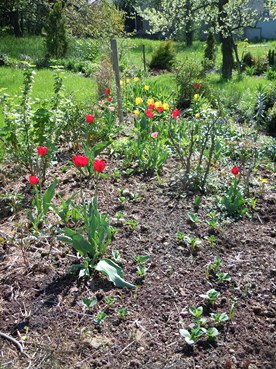 robuste_Tulpen_050513_009_18.JPG