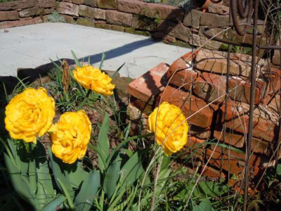 robuste_Tulpen_050513_007.JPG