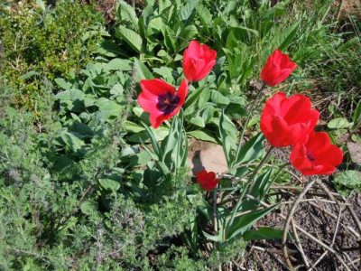 robuste_Tulpen_050513_018.JPG