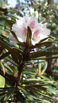 2013-05-05-0605R._roxieanum_var._roxieanum_R.59222.jpg