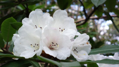 2013-05-05-0609R._pachytrichum_monesemamatum_Blackhils.jpg