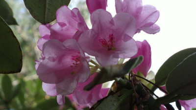 2013-05-05-0613_R._argyrophyllum_ssp._nankingense_Guiz.125.jpg
