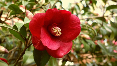 2013-05-05-0590Camellia_japonica_Kon_Wabisuke.jpg