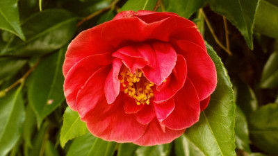 2013-05-05-0587Camellia_japonica_Guillio_Nuccio.jpg