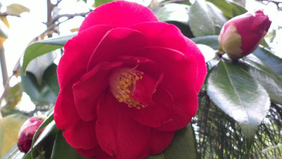 2013-05-05-0595Camellia_japonica_Grand_Prix.jpg