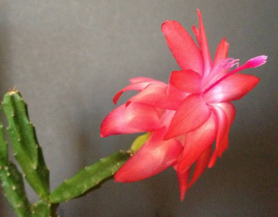 Schlumbergera_Larki_05-2013_900x900_80KB.jpg