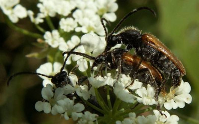 Pseudovadonia_livida_-_Bockkaefer_08.jpg