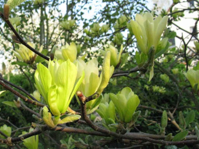 Magnolia_Butterflies_1024x768.jpg